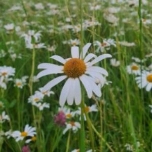 Photo de Profil de Christelle Guidet